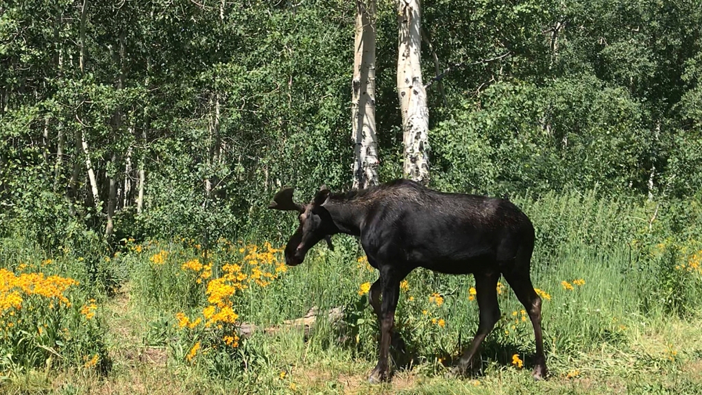 Three moose visit Utah golf course, swim in nearby swimming pools
