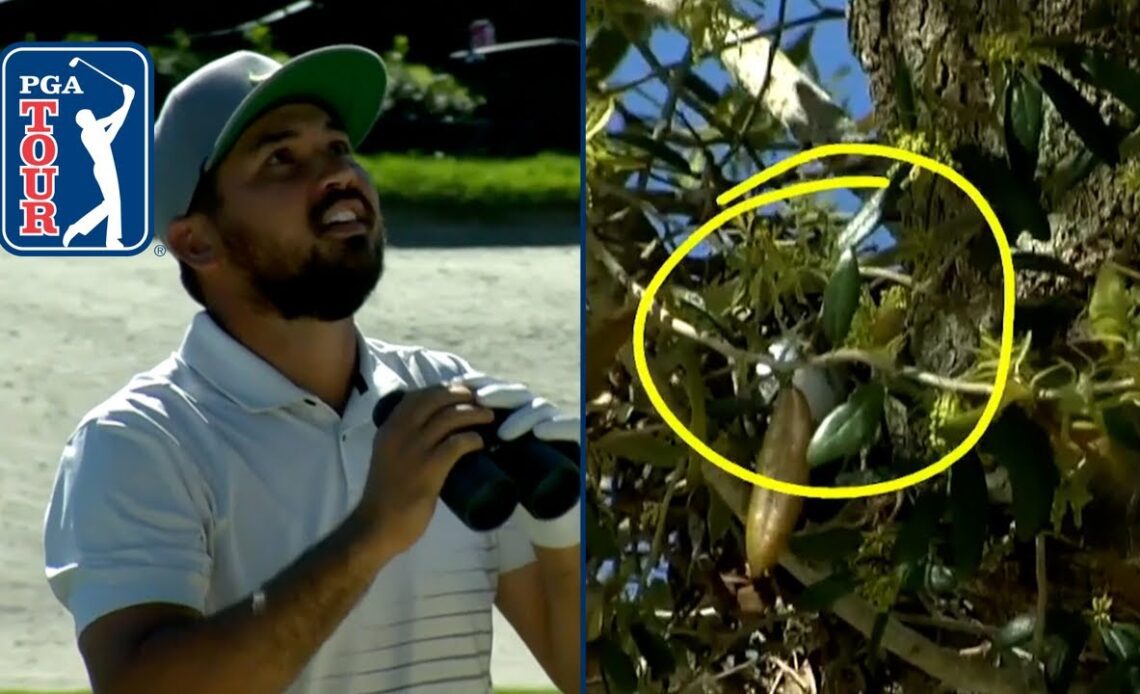 Jason Day’s tree shot leads to trouble at Arnold Palmer Invitational