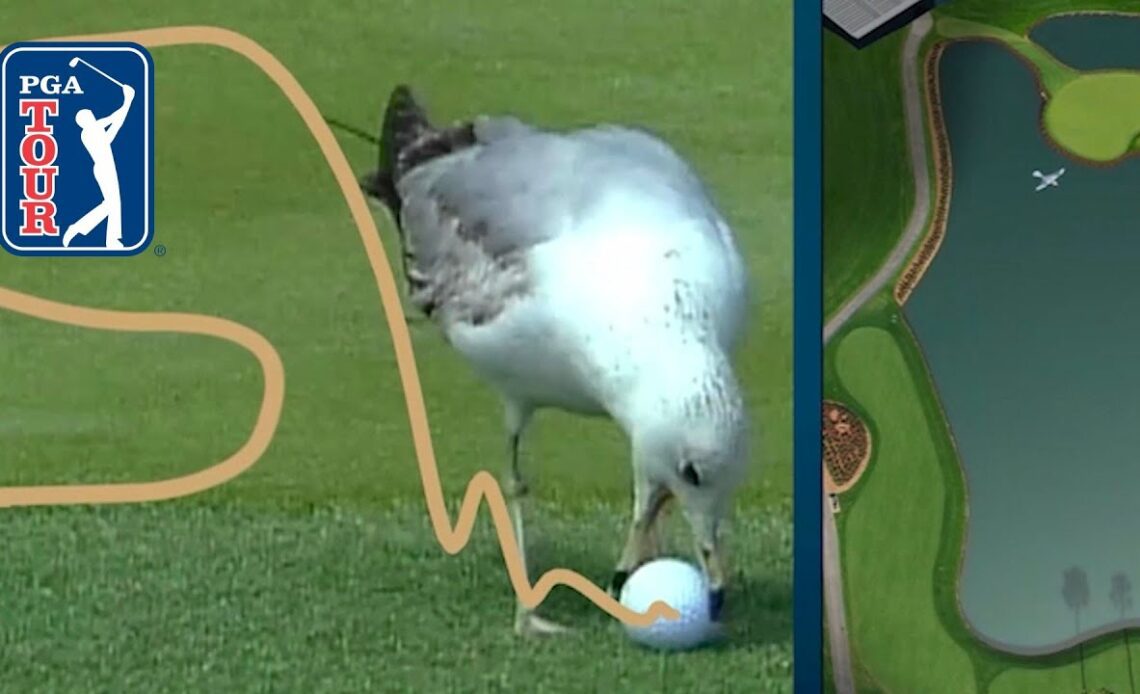 What’s the ruling when a bird steals your golf ball?