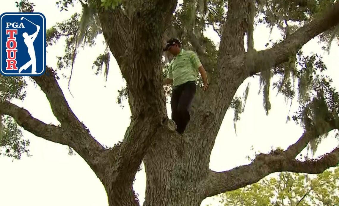 PGA TOUR players face difficult lies in trees, bushes and cactuses