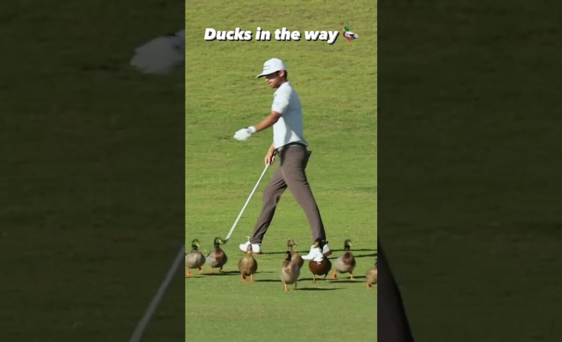 No ducks were harmed while making this video