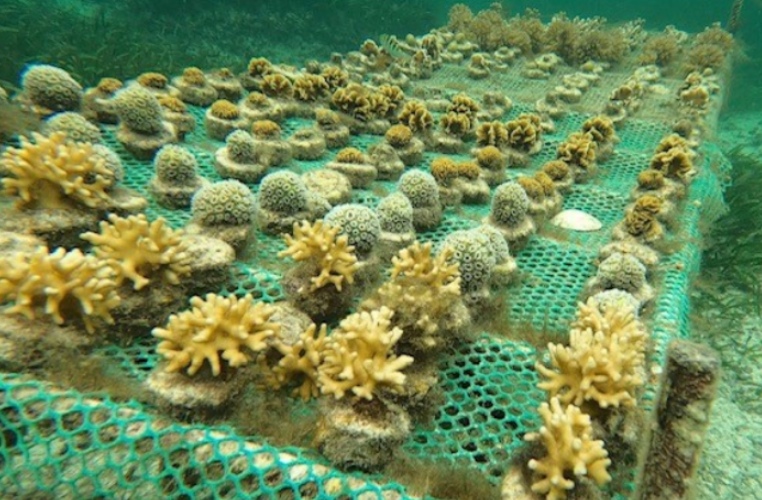 GOLFERS DRIVING CHANGE FOR CORAL REEFS IN KENYA