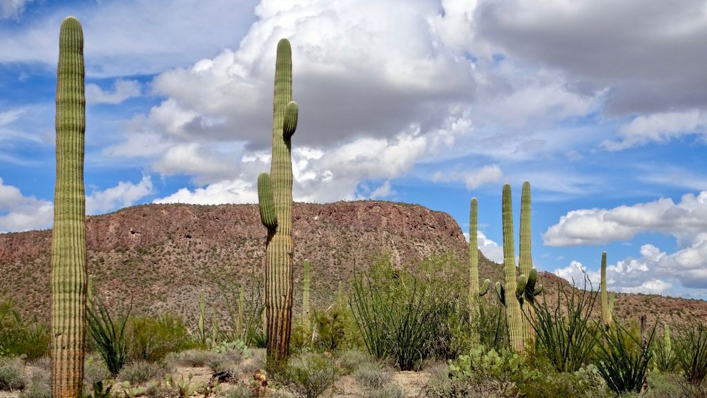 Controversial removal of saguaro at golf course highlights its status