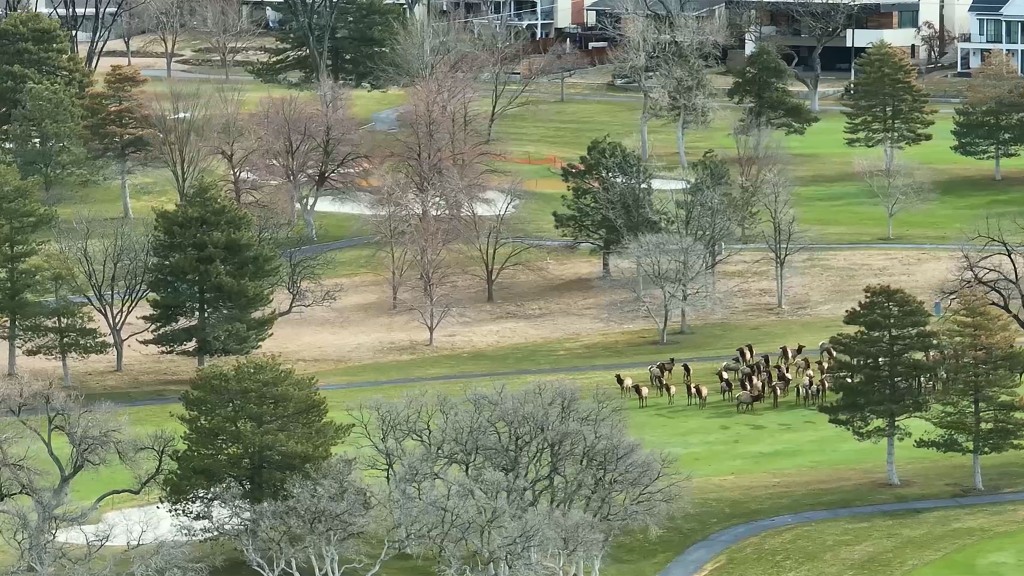 Watch her of elk moved off Salt Lake Country Club