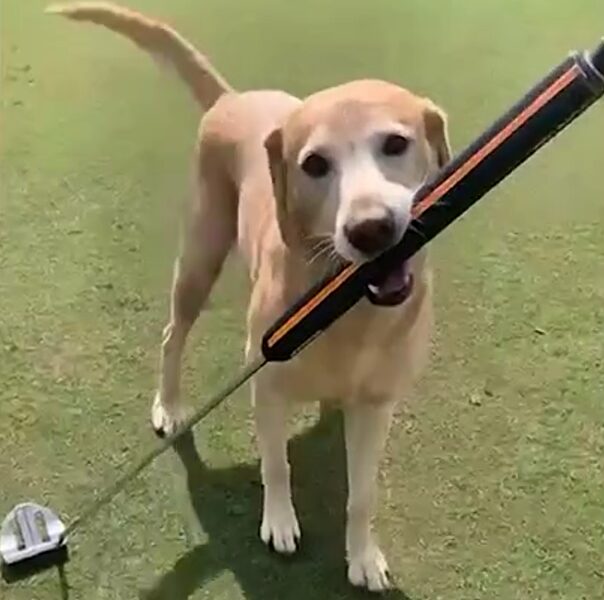 A yellow Labrador puppy named ‘Brewski’ drains a long putt