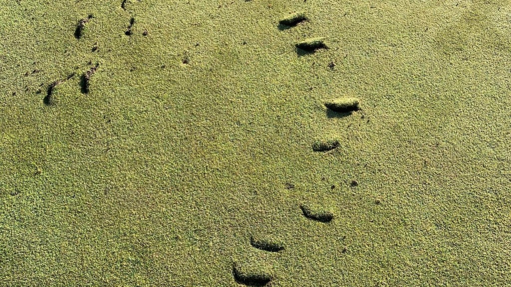 Michigan golf course vandalized, reward offered