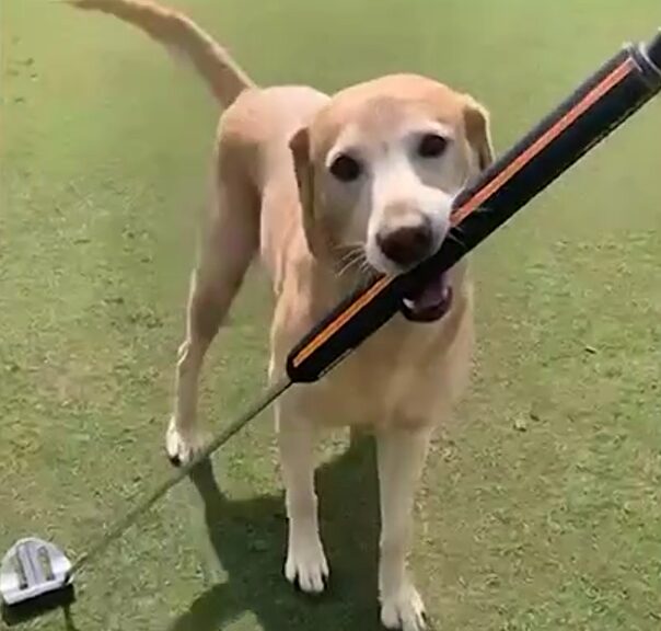 Putting dog has become a TikTok sensation