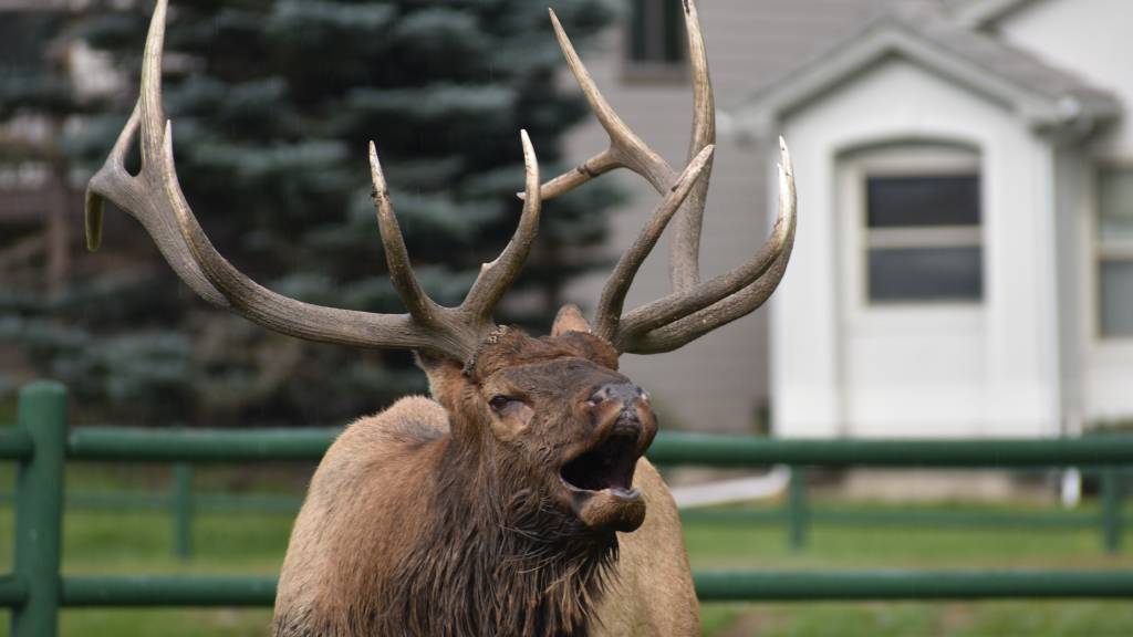 Check out the elk hanging around this Colorado golf course