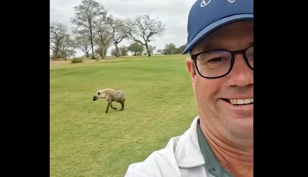 Hyena approaches a golfer on a South African course