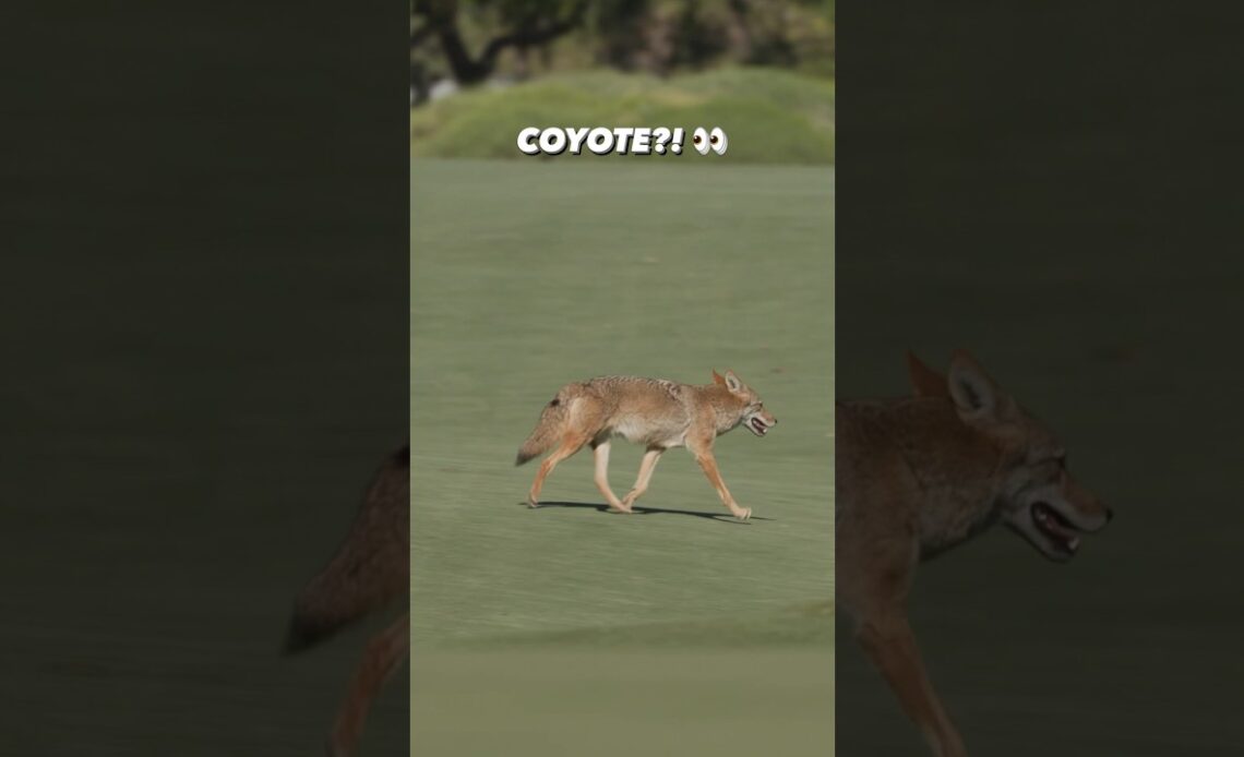 You see this coyote on the course, what are you doing? 👀