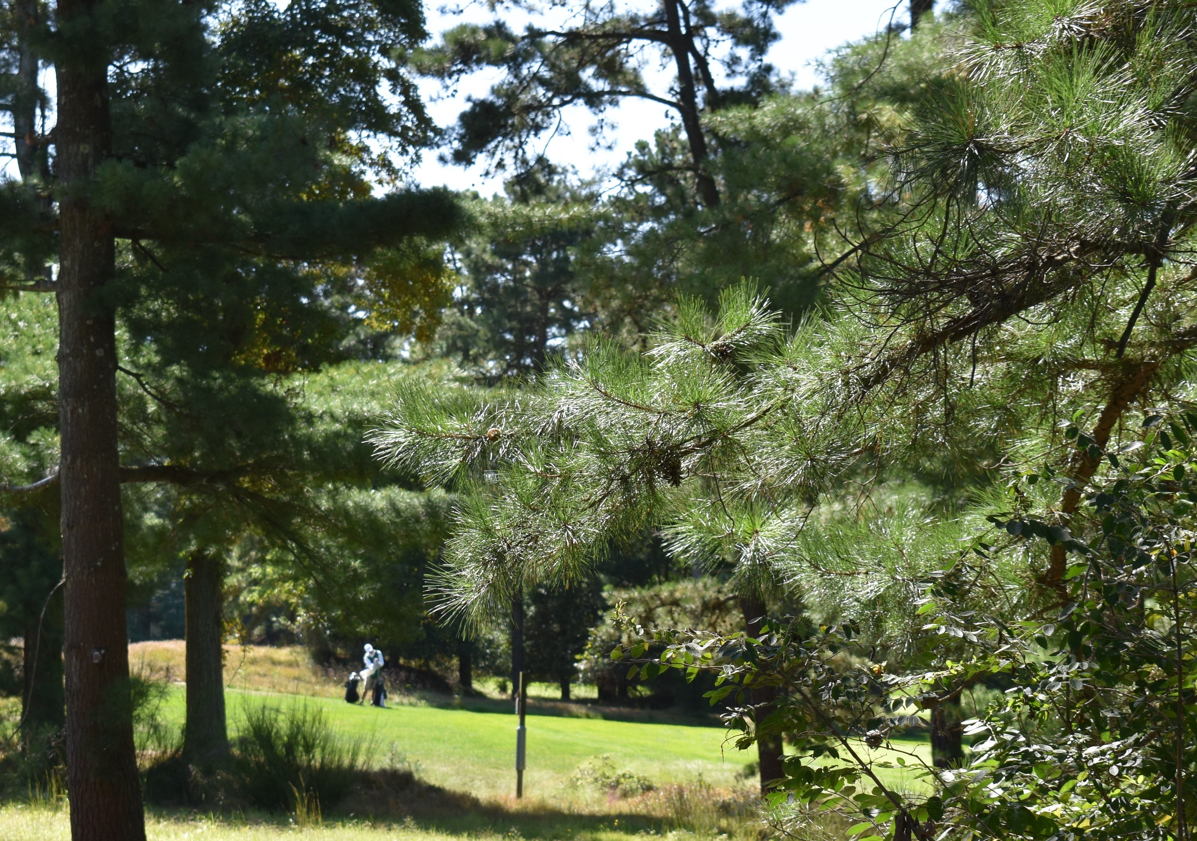 A golfer plays at Pine Valley Golf Club