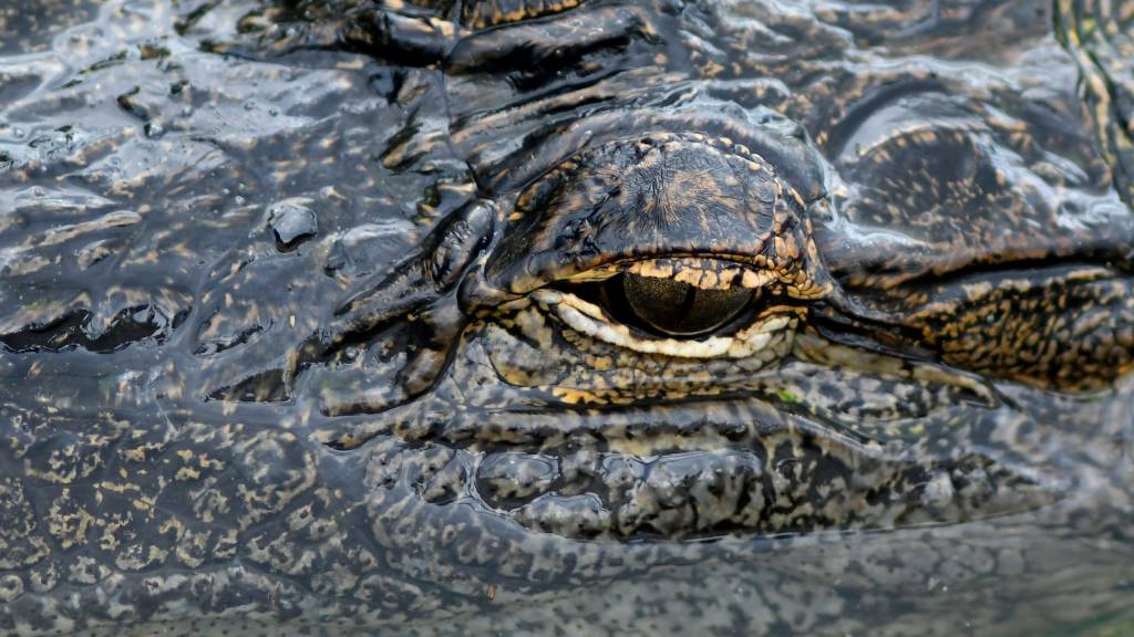 Black belt performs karate on Florida golf course known for alligators