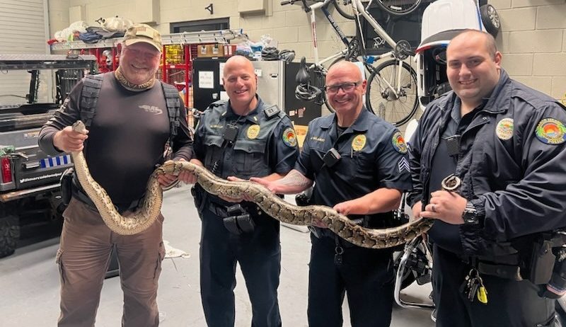 Burmese python captured at Florida golf course