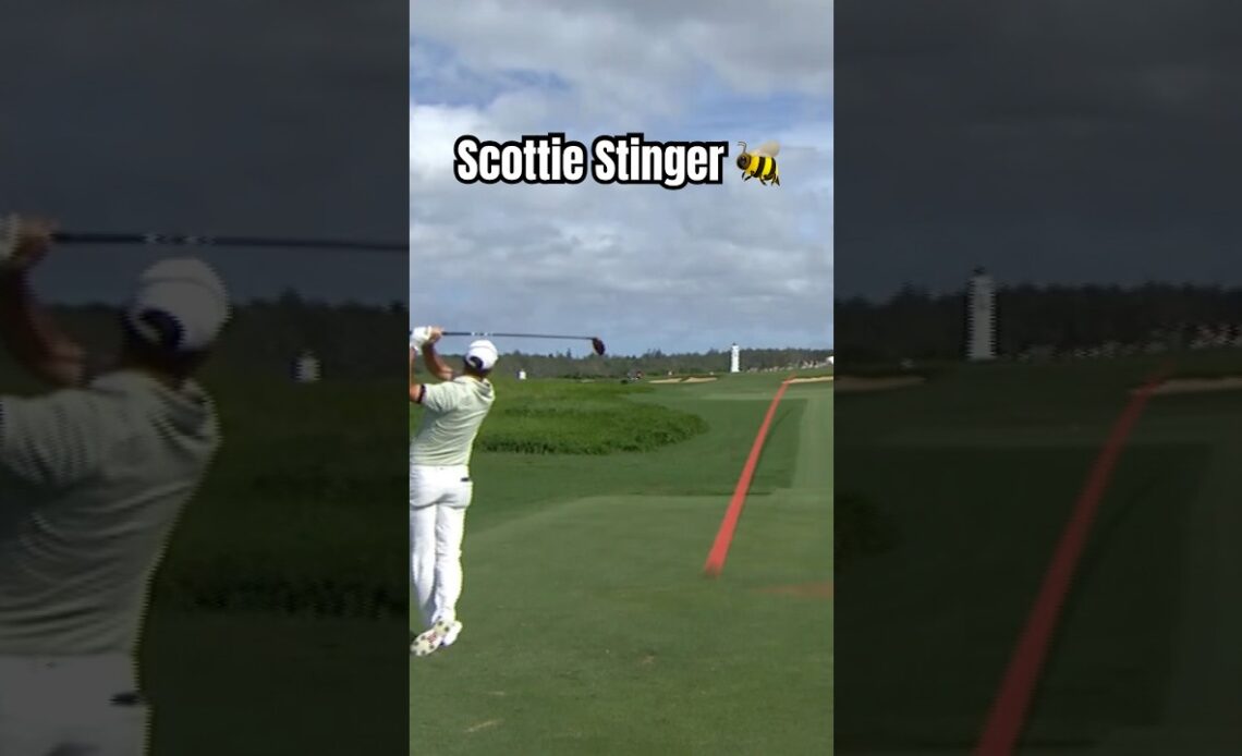 Stinger SZN 🔥🔥🔥