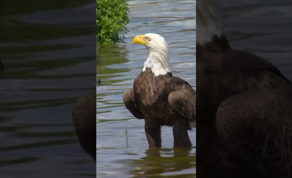 A different kind of eagle on the golf course 🦅