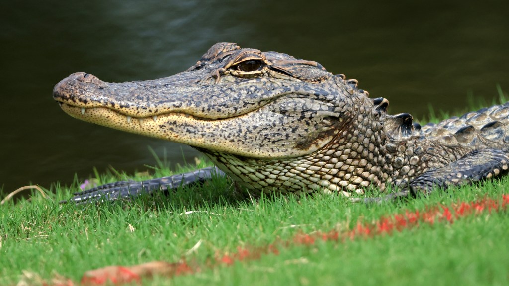Alligator lunges at golfer in Florida, here’s the video