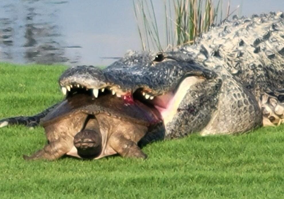 Huge alligator eats 50-pound snapping turtle on Florida golf course