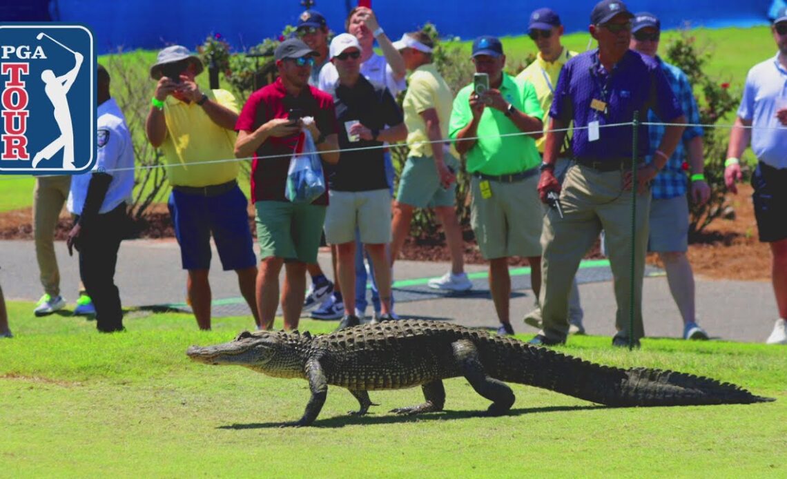 Next on the tee: ALLIGATOR | 🐊 disrupts Zurich Classic of New Orleans