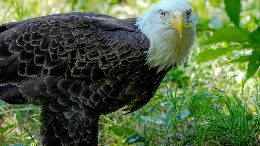 Eaglets force small changes to Nebraska municipal golf course