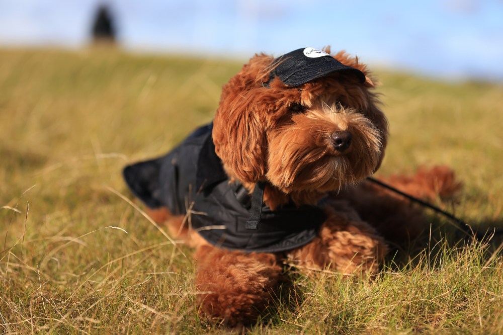 2024 Alfred Dunhill Links Championship